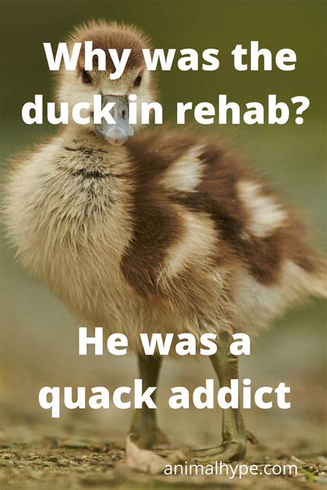 32 Funny Duck Puns That Will Quack You Up - Animal Hype