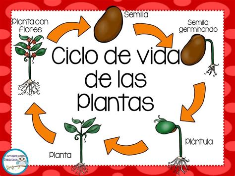 Ciclo De Vida De Las Plantas Acido