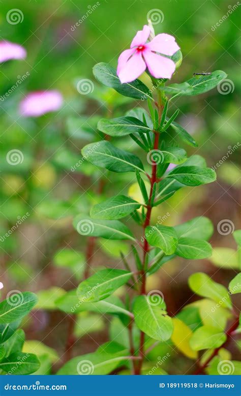 Madagascar Periwinkle stock photo. Image of medicinal - 189119518