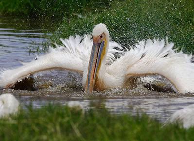 7 Days Masai Mara Lake Nakuru Amboseli Tsavo East And West Dung