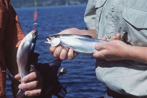 Kokanee Revival Forecast At Dworshak Reservoir The Spokesman Review