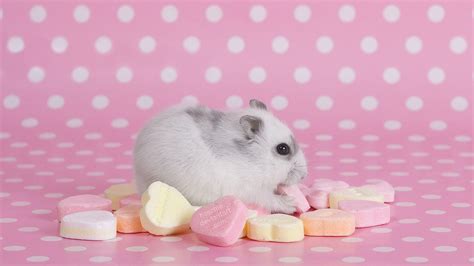 Cute Hamster Wallpapers - Wallpaper Cave