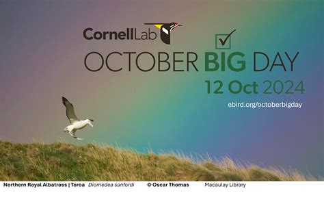 October Big Day—12 Oct 2024 Ebird New Zealand