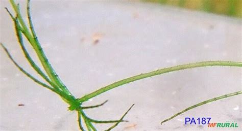 Chara Hentai Game Preço Venda Compra MF Rural