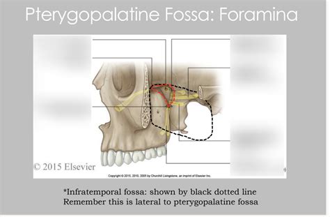 Pterygopalatine Fossa Diagram Quizlet