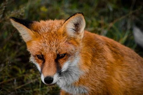 Portrait of a Red Fox in Its Natural Habitat. Romania Stock Photo - Image of snout, canine ...