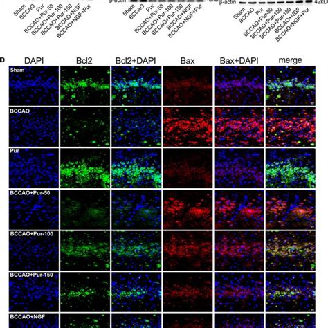 Expression And Co Localization Of Bax And Bcl2 In The Rat Dorsal Ca1 Download Scientific