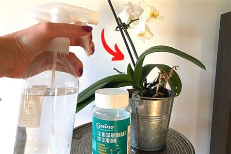 Pourquoi Mettre Du Bicarbonate De Soude Dans Les Orchid Es