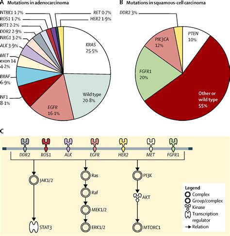 Large Scale Screening For Somatic Mutations In Lung Cancer The Lancet