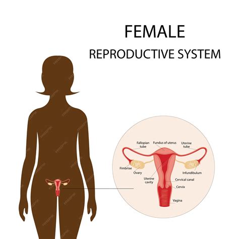 Premium Vector Illustration Of The Female Reproductive System Human