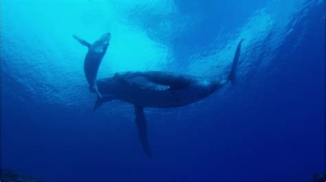 Les baleines profitent des océans en l absence des bateaux Vidéo