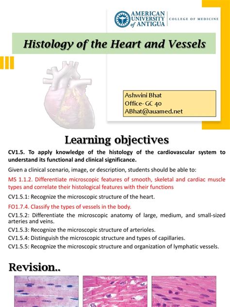 Histology of Heart and Vessels - CVSF2023 - Student | PDF | Vein ...