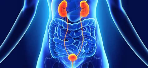 Genitourinary Cancers - West Cancer Center