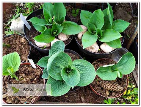 Hosta.com.ua. Хоста Ripped (Риппед): описание, фото, саженцы