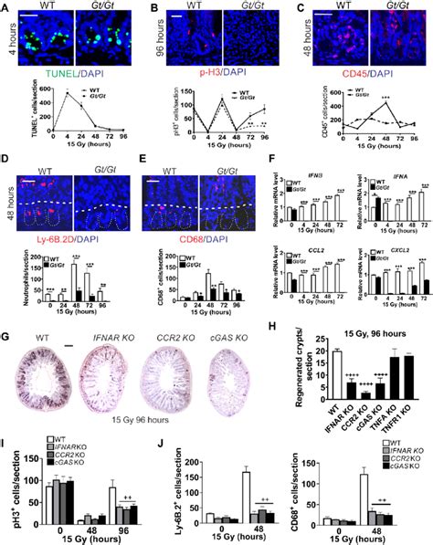 Sting Dependent Type 1 Ifn Response Is Required For Crypt Inflammation Download Scientific