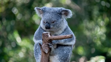 Cute And Funny Koala Names Naming Tips For An Unforgettable