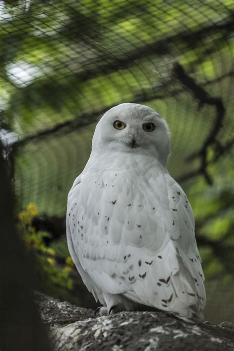 200 Free Snowy Owl And Owl Images Pixabay