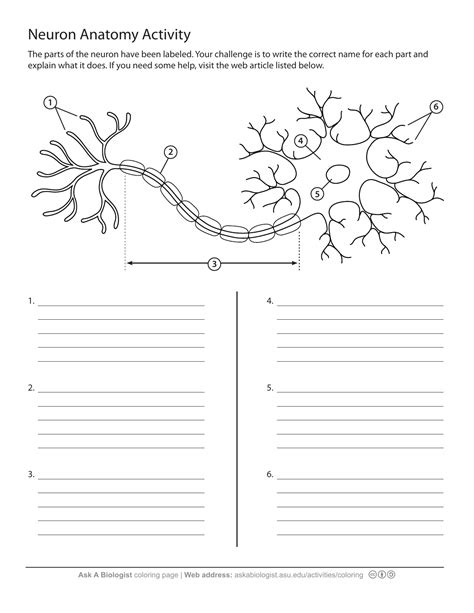 Neuron Labeling Worksheets