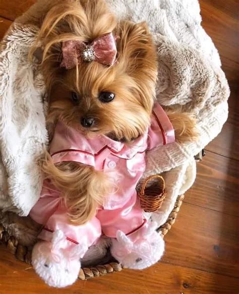 Pin By Jill Stoddard On My New Yorkie Girl Look Alikes Stuff In