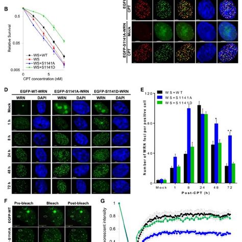 Atr Mediated Wrn S1141 Phosphorylation Leads To Ubiquitination Of Wrn