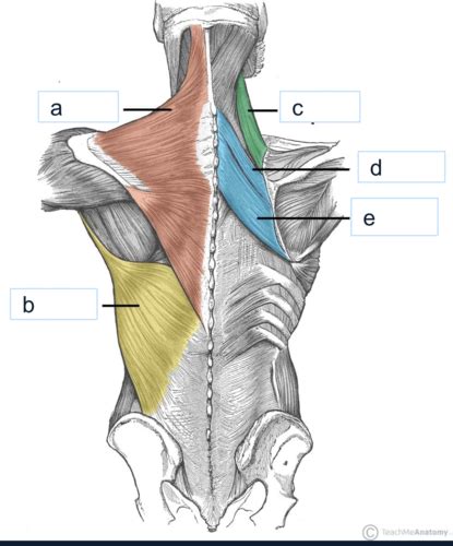 Muscles Of Head Neck And Shoulders Flashcards Quizlet