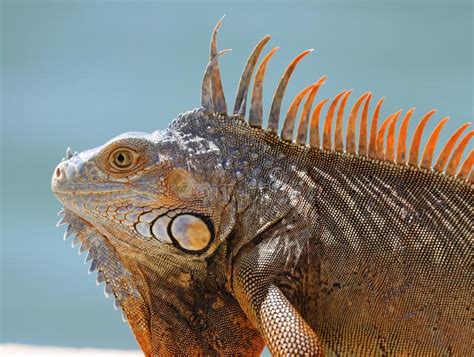 Green Iguana Male Beautiful Multicolor Animal Colorful Reptile In