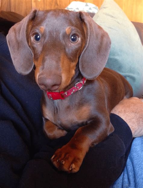 6 Month Old Dachshund Puppy Expectations Training And Socialization
