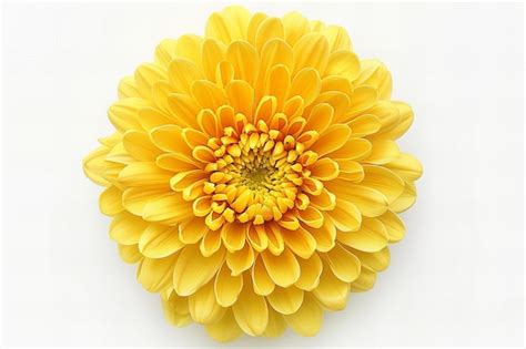 Illustration Of Yellow Chrysanthemum Flower Top View Clip Art Style