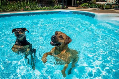 Is It Safe To Let Dogs Swim In Pools Pool Heat Pumps Pool Heater