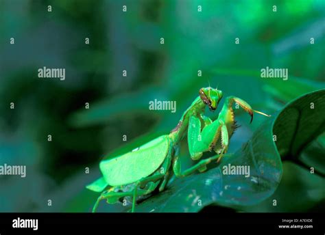 Centroamérica Panamá Isla Barro Colorado Mantis Religiosa la familia