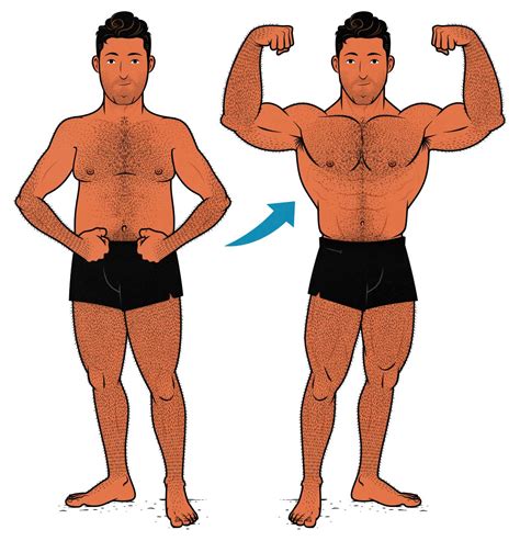 A Beginner S Guide To Bulking Cutting