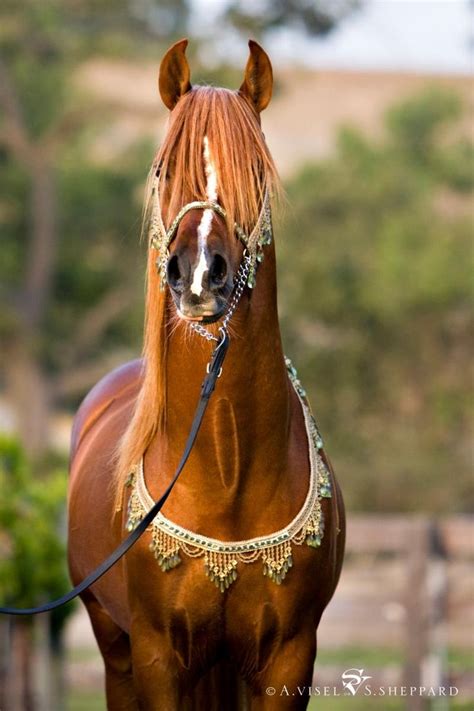 Chestnut Arabian Horses Beautiful Arabian Horses Beautiful Horses