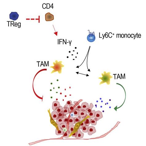 Immune Cell That Drives Breast Cancer Could Be Effective Immunotherapy Target Clinicallab