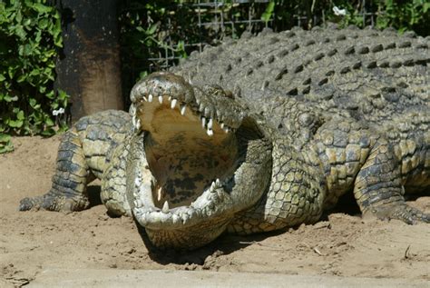 Crocodile Or Alligator In Florida - Crocodile