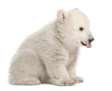 Cachorro Del Oso Polar Maritimus Del Ursus Meses Imagen De Archivo