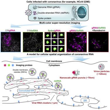 Multi Color Super Resolution Imaging To Study Human Coronavirus Rna