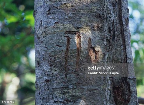 Claw Marks Tree Photos and Premium High Res Pictures - Getty Images