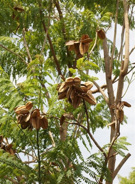 ศรีตรัง Brazilian Rosewood สมาคมพืชสวนแห่งประเทศไทย