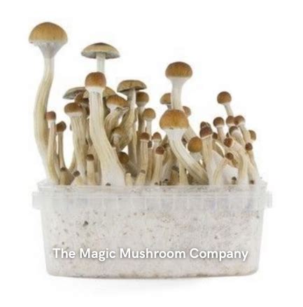 Magic Mushroom Grow Kits And Spores The Magic Mushroom Company