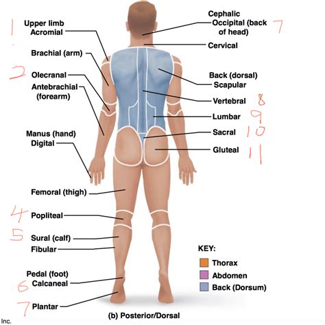 Dorsal Surface Anatomy Diagram Quizlet 46 OFF