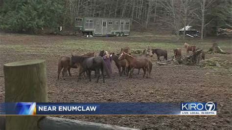 Video Dozens Of Neglected Horses Rescued In Enumclaw Youtube