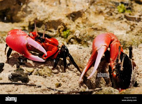 Fiddler Crab Ocypodidae Fiddler Crabs In The Mangroves Of New