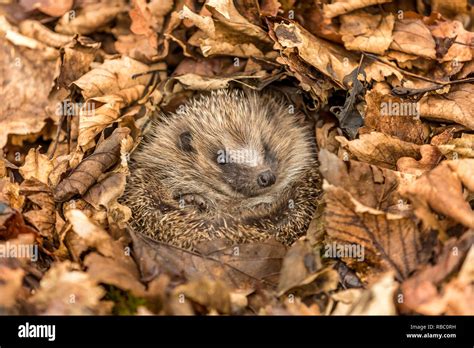 Winterschlaf Igel Fotos Und Bildmaterial In Hoher Aufl Sung Alamy