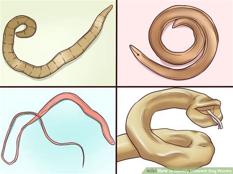 How To Identify Different Dog Worms With Pictures Wikihow Worms
