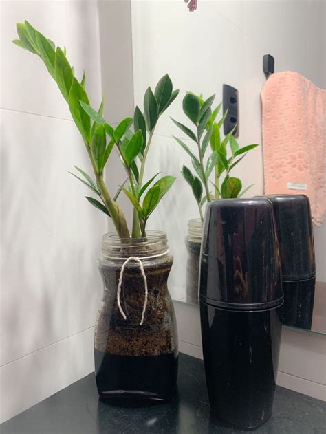 Vaso De Planta No Banheiro Pote Reaproveitado De Nescaf Planter