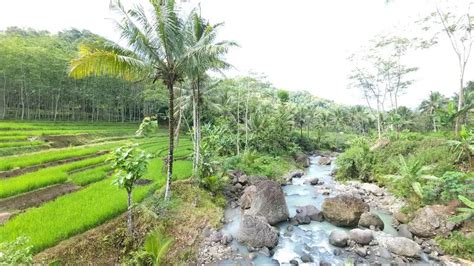 Kebun View Sawah Terasering Sungai Cocok Untuk Wisata Glamping