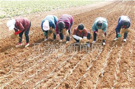 「訂單」藥材種植助農增收（圖） 每日頭條