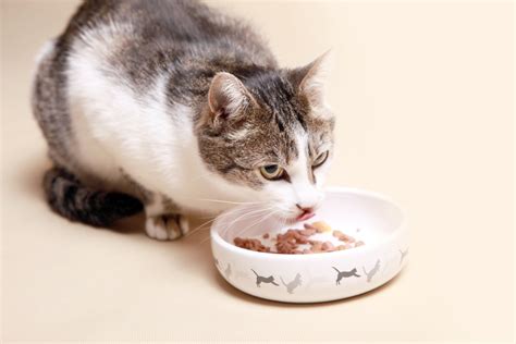 Peut on donner du thon à un chat WanimoVéto