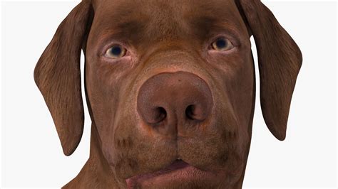 Labrador Dog Brown Standing 3d Model 139 3ds Blend C4d Fbx Max