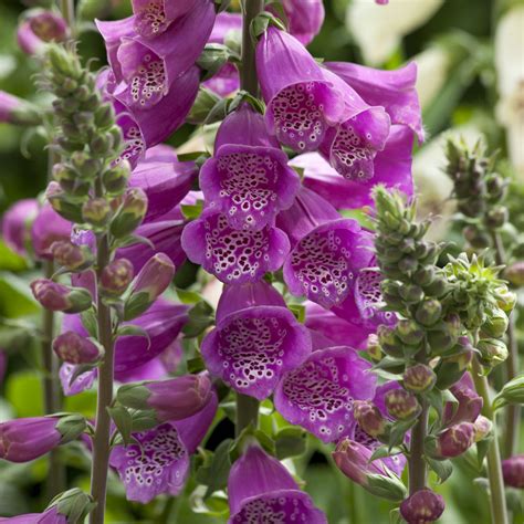 Foxglove Flower